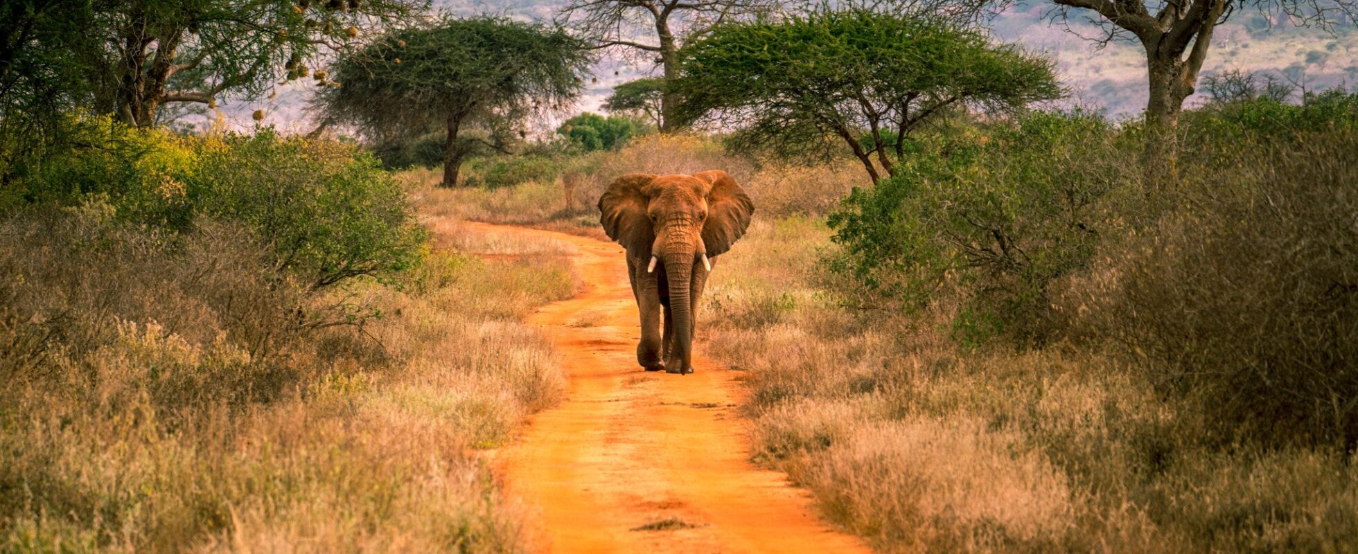 Elefant som går på dammiga vägar mellan gräs och träd