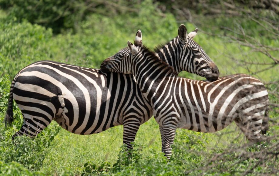 2 zebror i Kenyas grönskande landskap