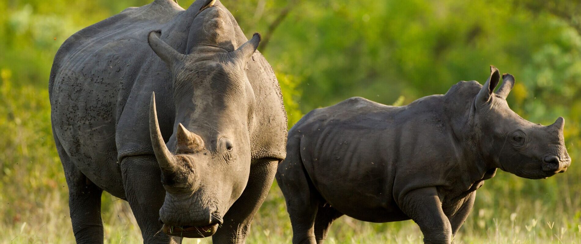 Vita noshörningar i Ziwa Sanctuary Uganda