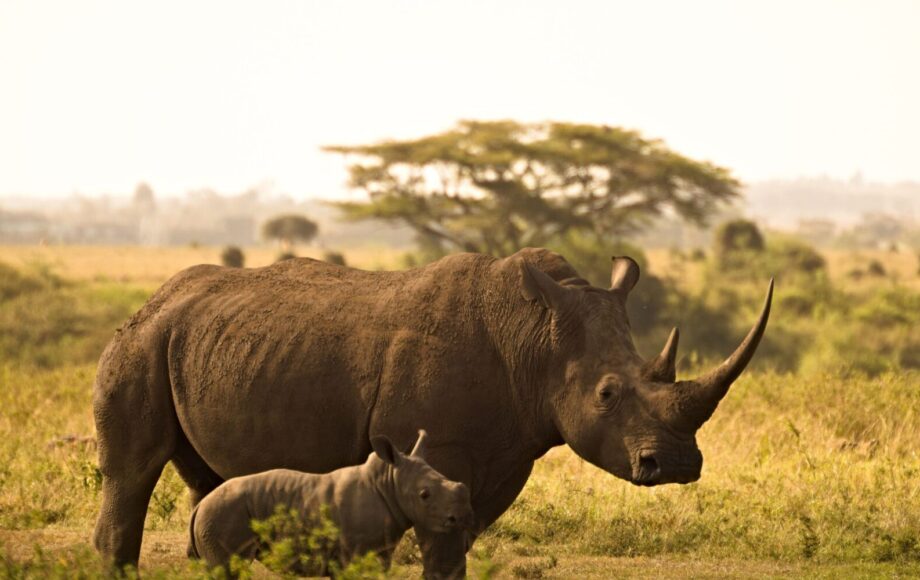 2 noshörningar i Ziwa Sanctuary Uganda