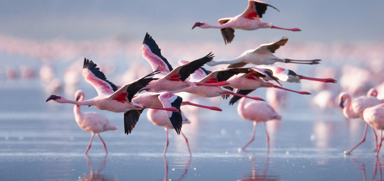 Flamingos sedda på båtsafari på Lake Nakuru i Kenya