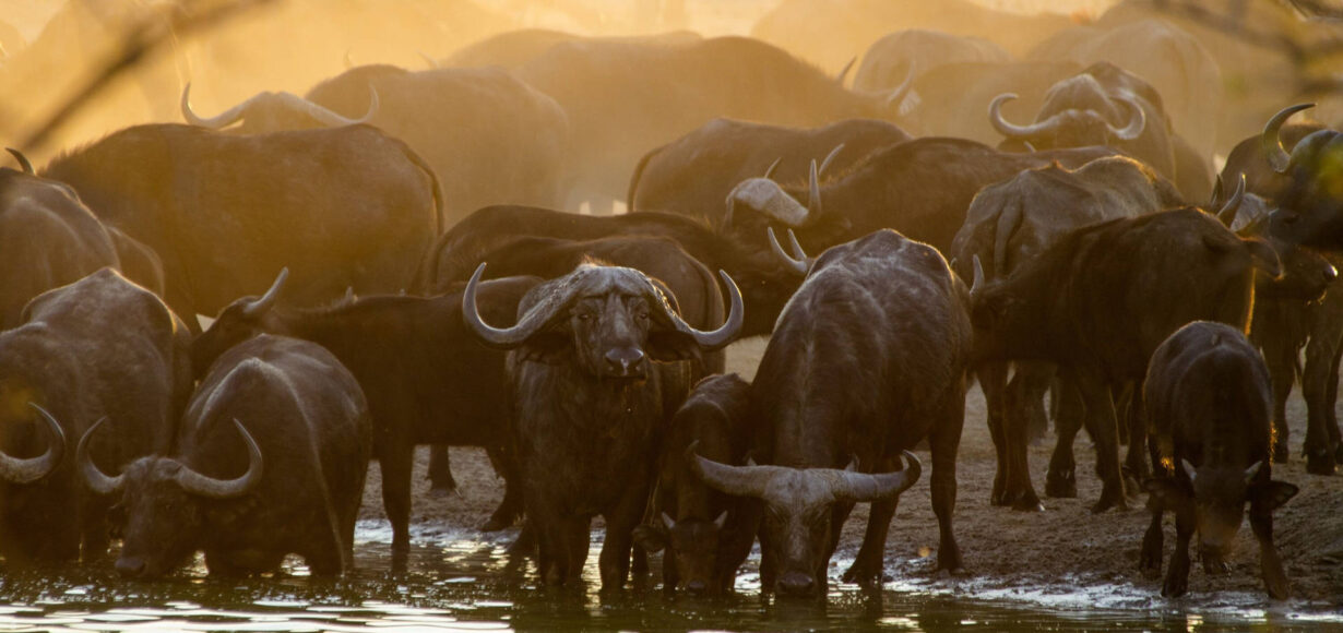Hjord av bufflar vid vattenhål i Afrika