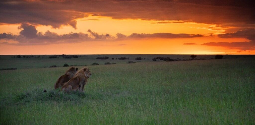Lejon i solnedgången i Afrika