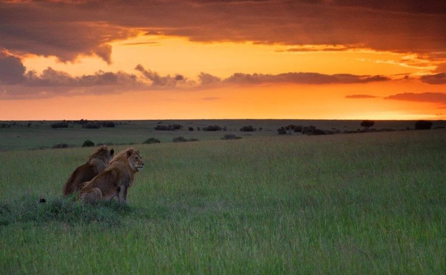 Lejon i solnedgången i Afrika