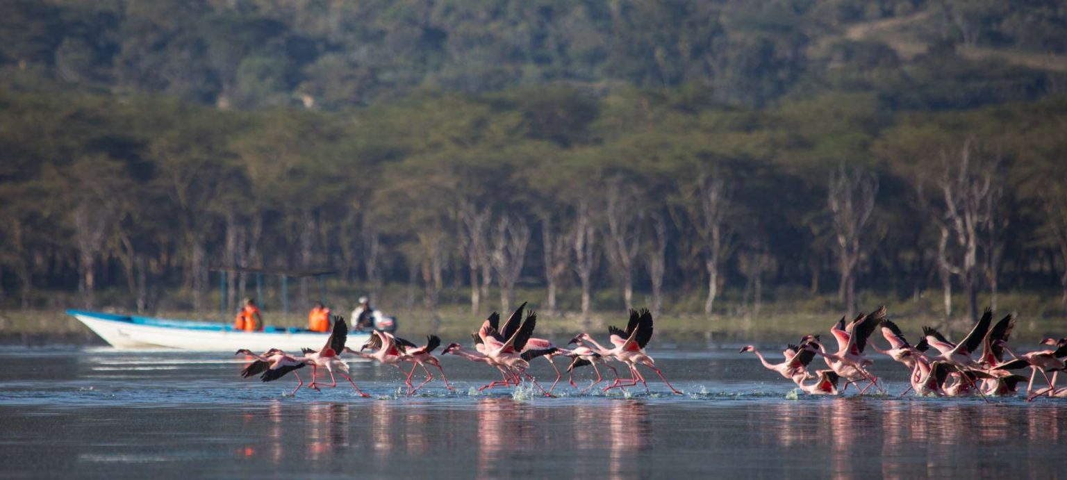 Fåglar på Naivasha sjön i Afrika