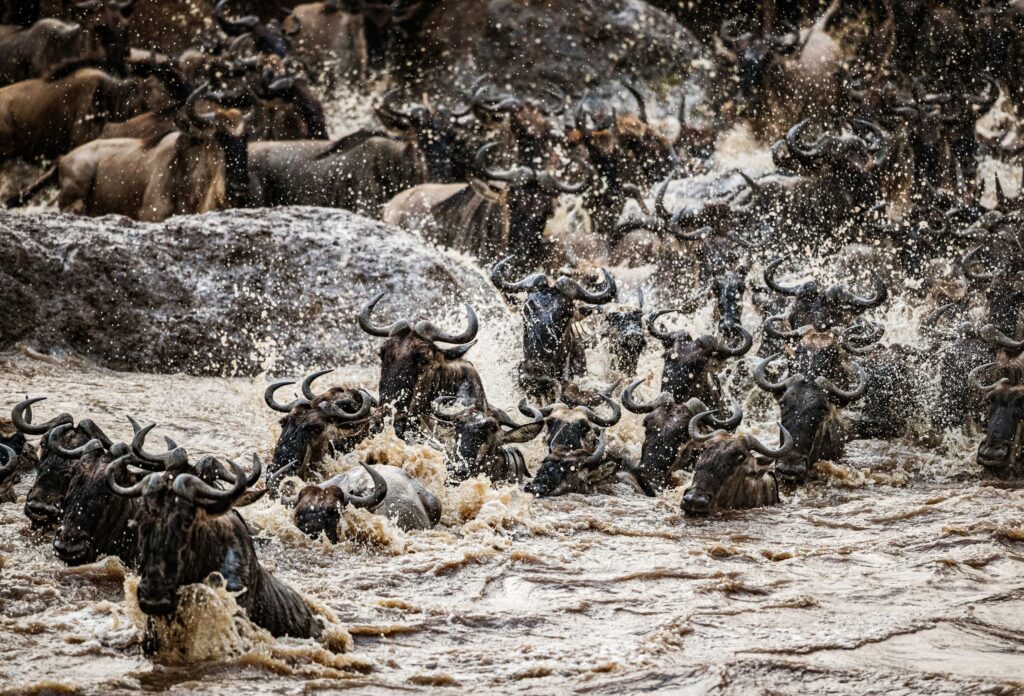 Den stora gnuvandringen i Masai Mara