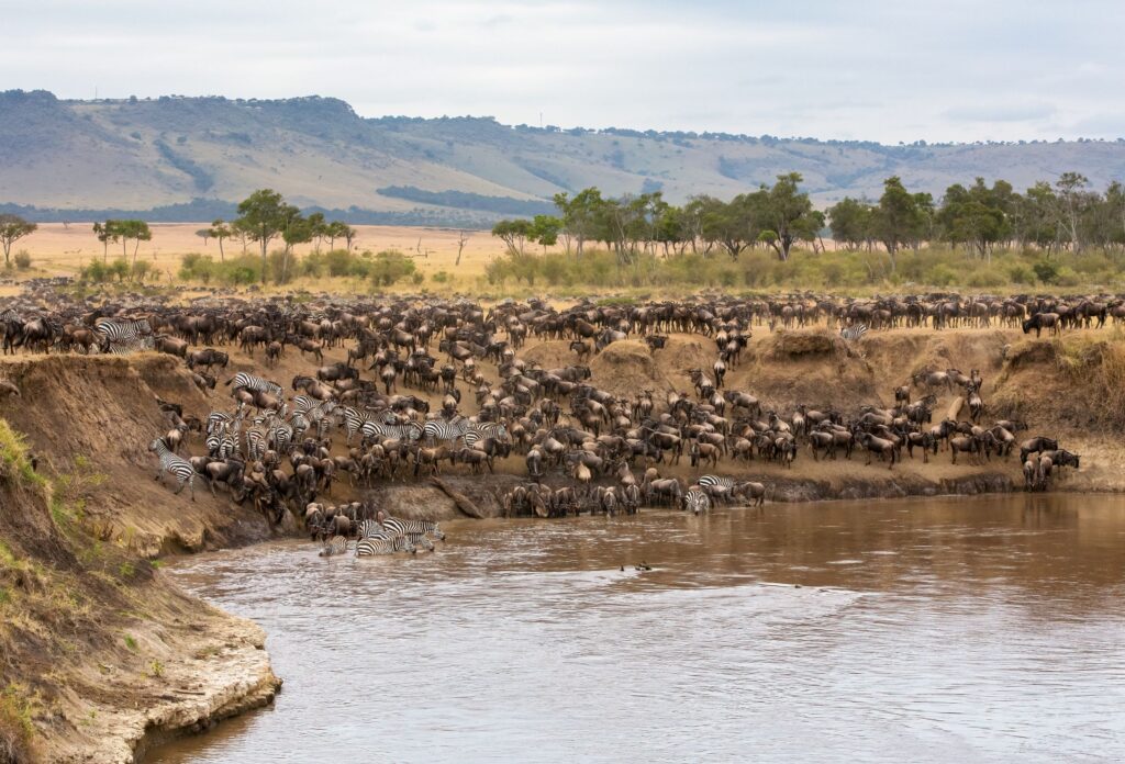 Great migration den stora migrationen av gnuer i Masai Mara