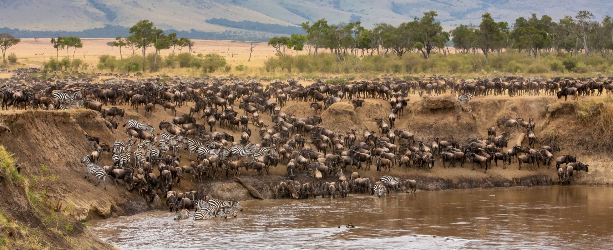 Den stora gnuvandringen - the Great migration i Masai Mara, Kenya