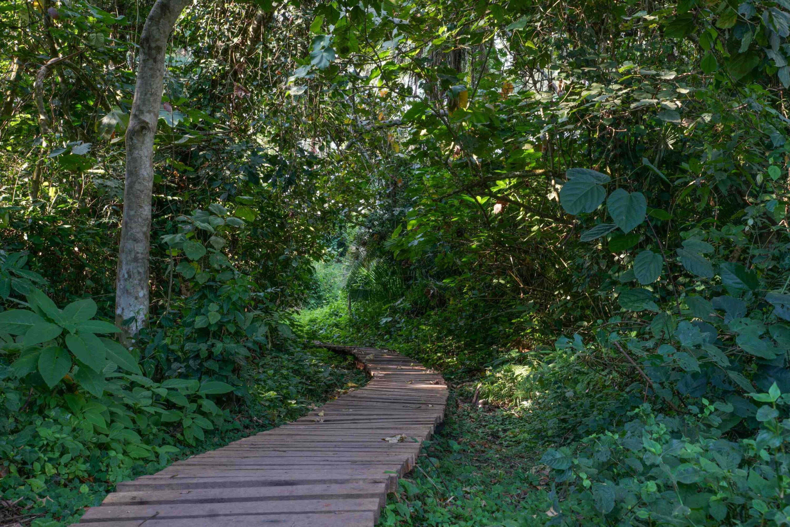 Träskvandring i Bigodi Wetland Sanctuary vid Kibale National Park