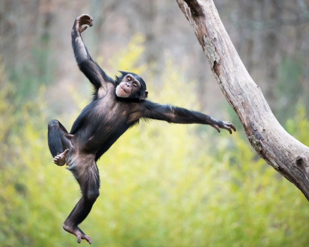 Schimpans leker i träden i Uganda