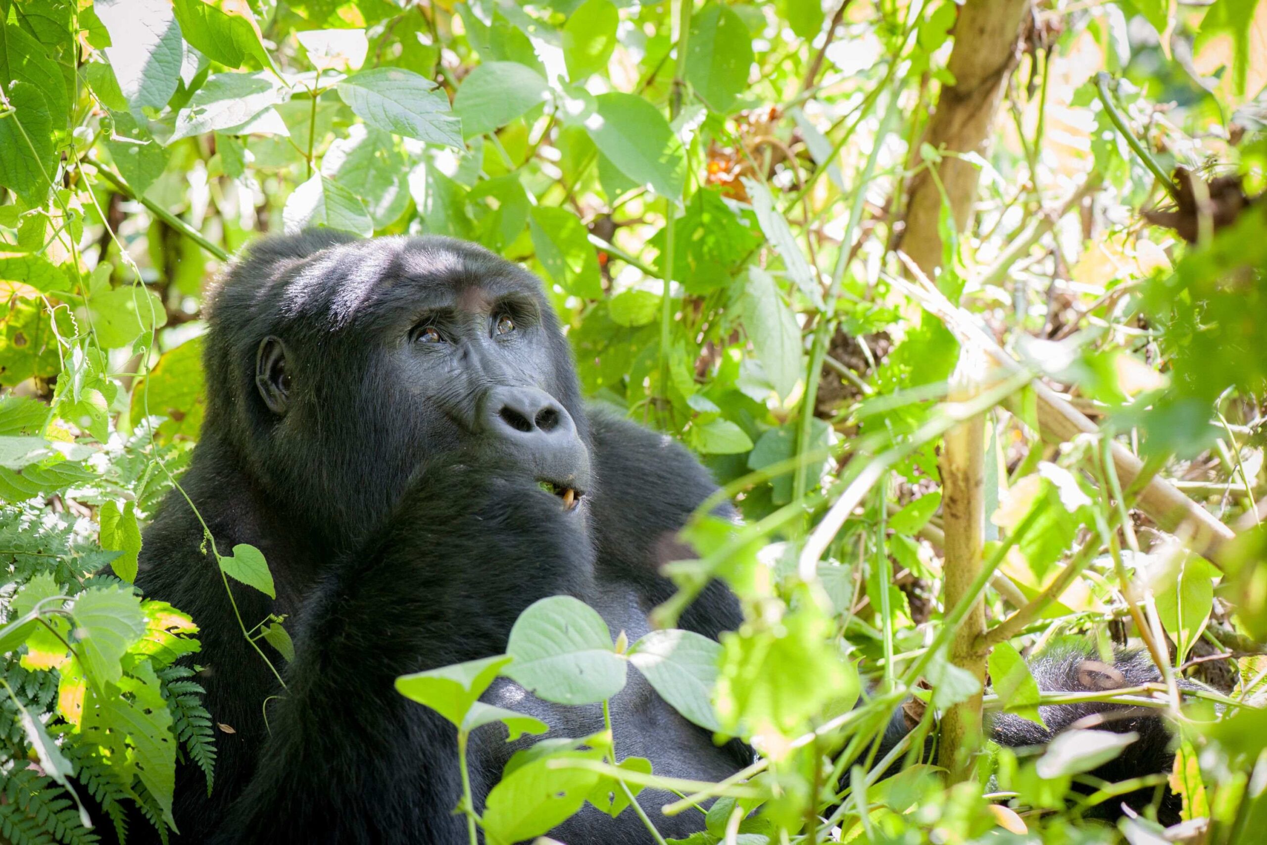 Mountain Gorilla-vandring i Rushaga (södra sektorn)