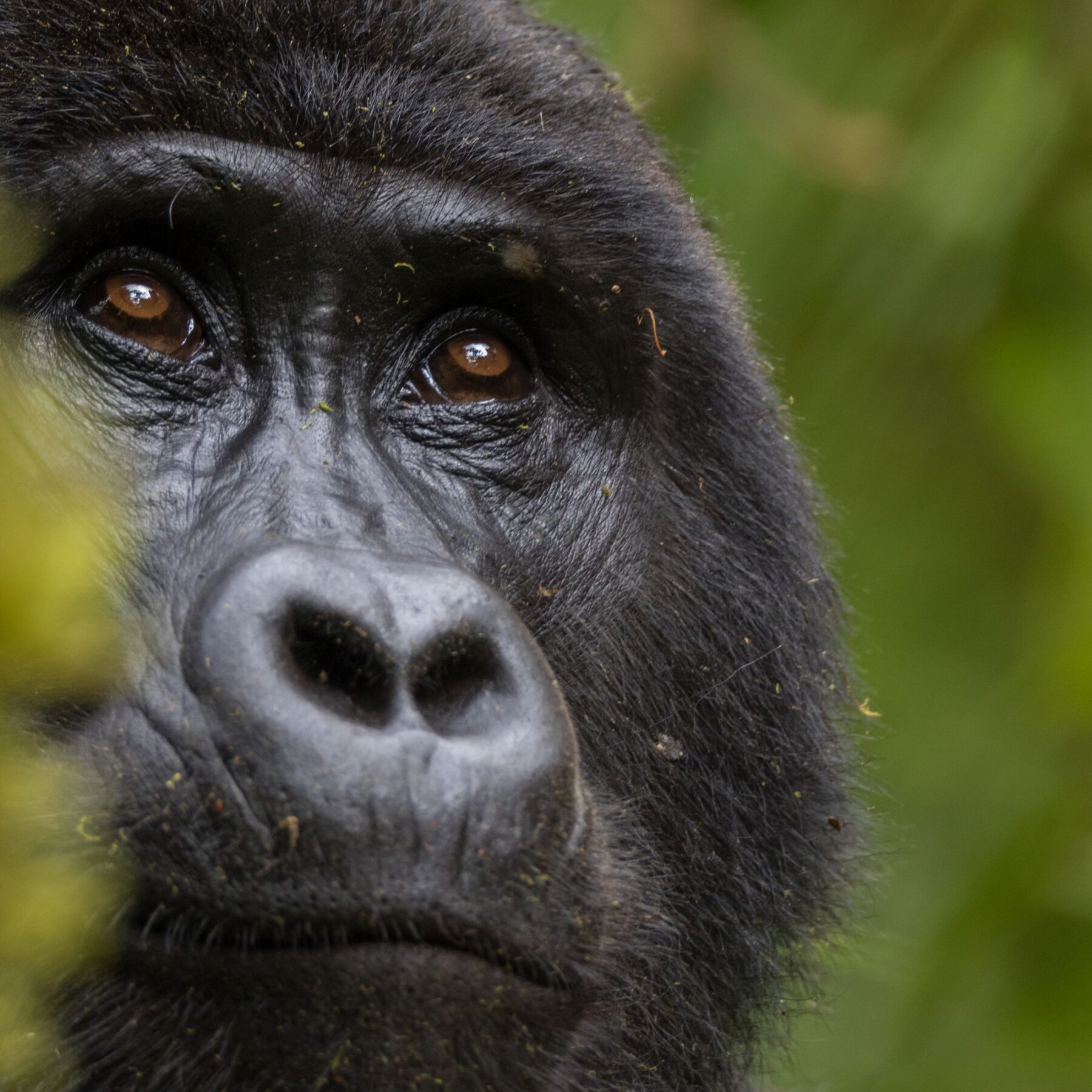 Närbild på gorilla i Uganda