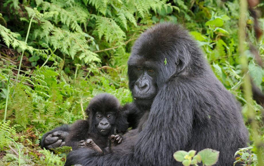 Bergsgorilla med liten unge sitter i grönskan i Uganda