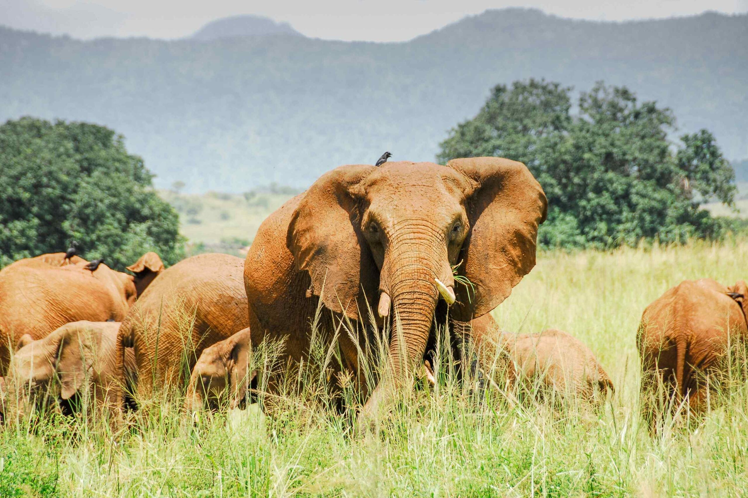 Varför Afrika Safari Resor?