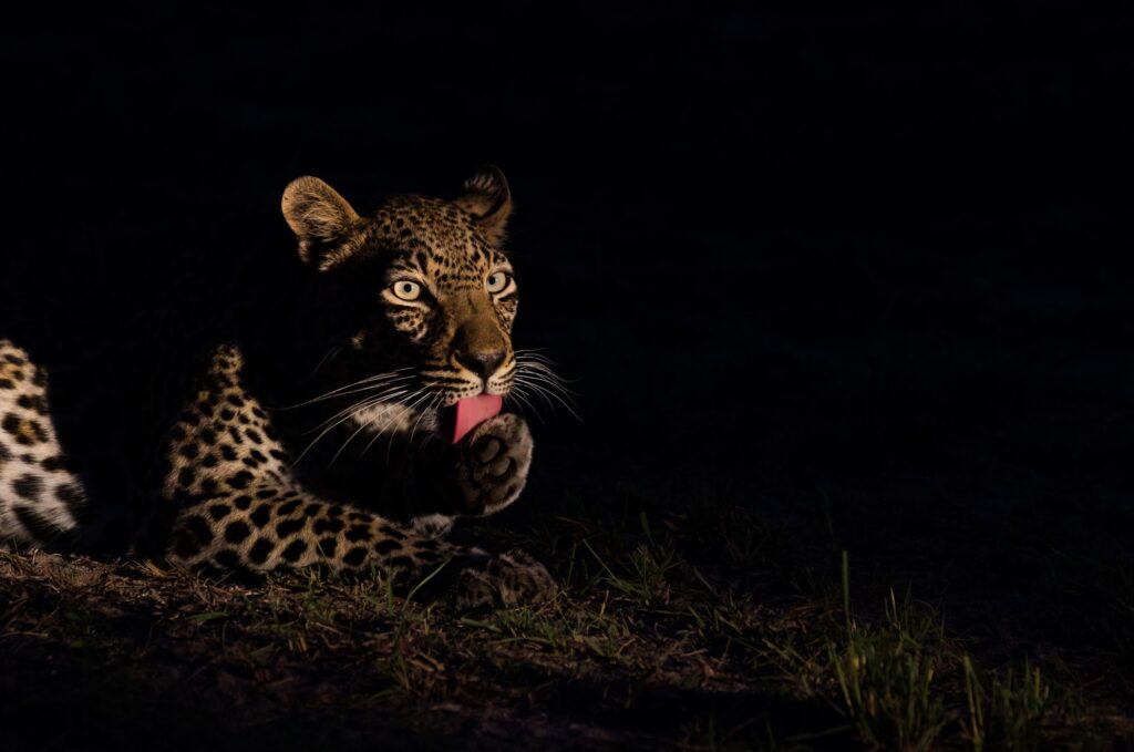 Leopard slickar sig om tassen i mörkret