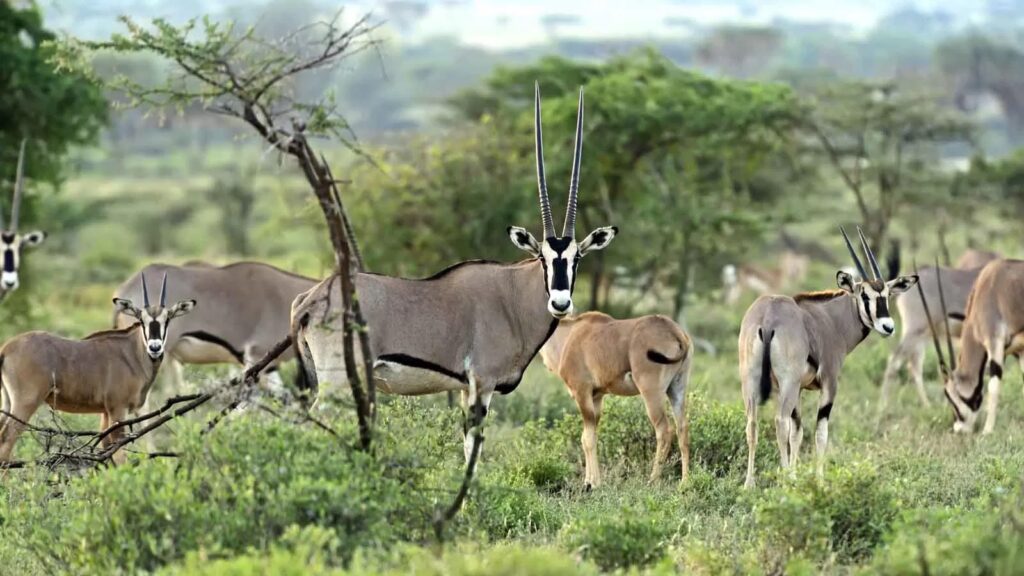 Unga och äldre östafrikanska oryx som står i det gröna gräset