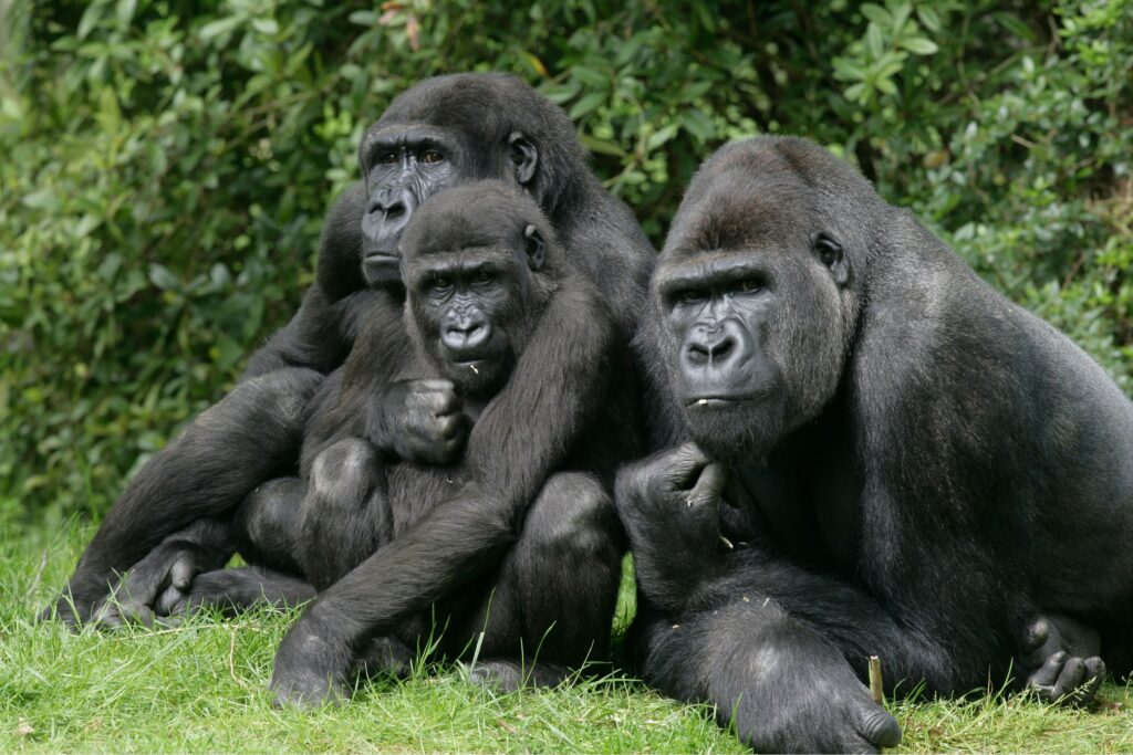 Tre gorillor sitter tillsammans i gräset i Uganda