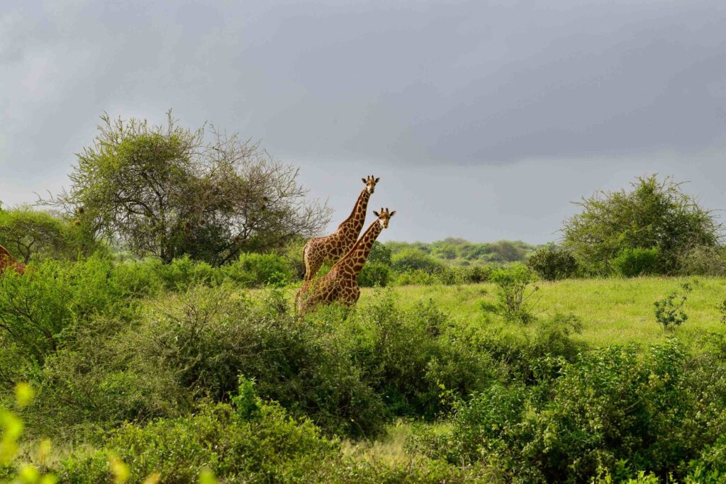 Två giraffer som står i ett grönt afrikanskt landskap med buskar och träd