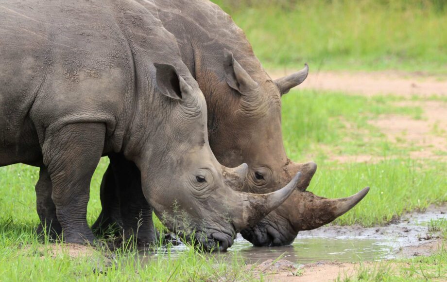 Två nohörningar dricker ur vattendrag
