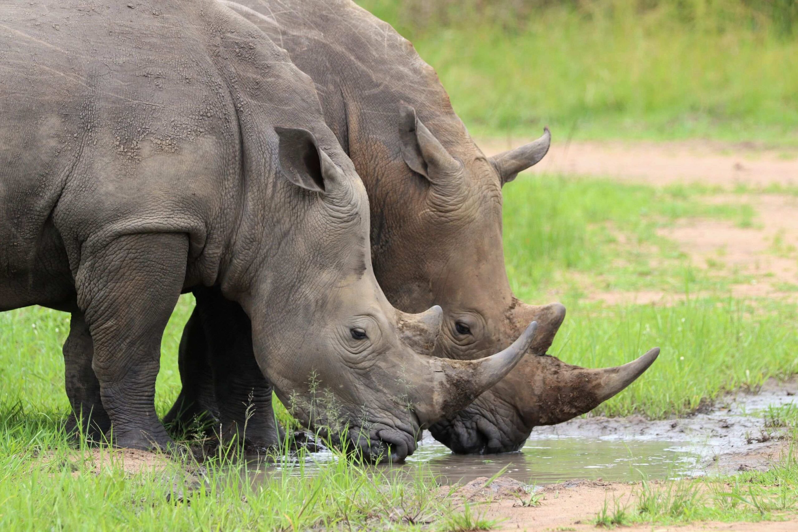 Noshörnings-trekking i Ziwa Rhino Sanctuary
