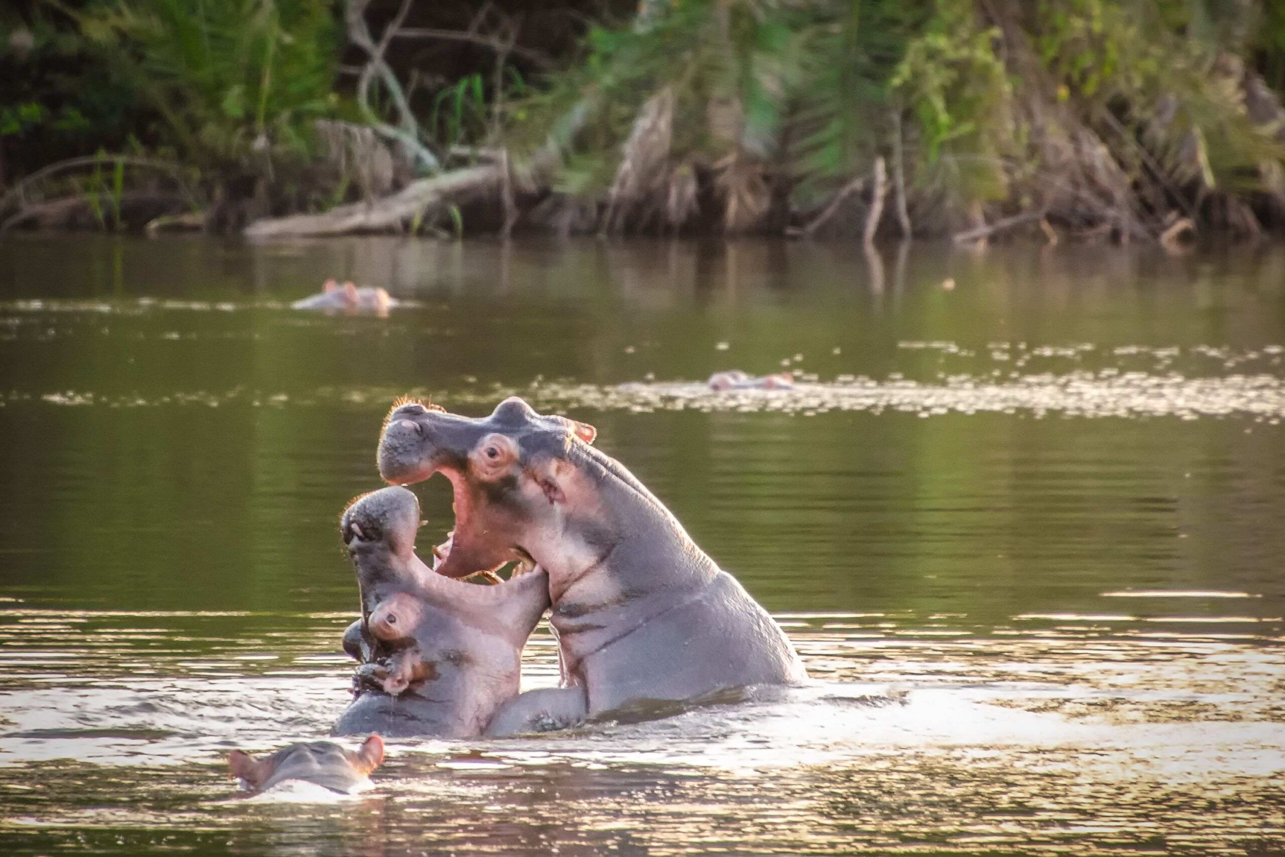 Vandringssafari i Lake Mburo National Park