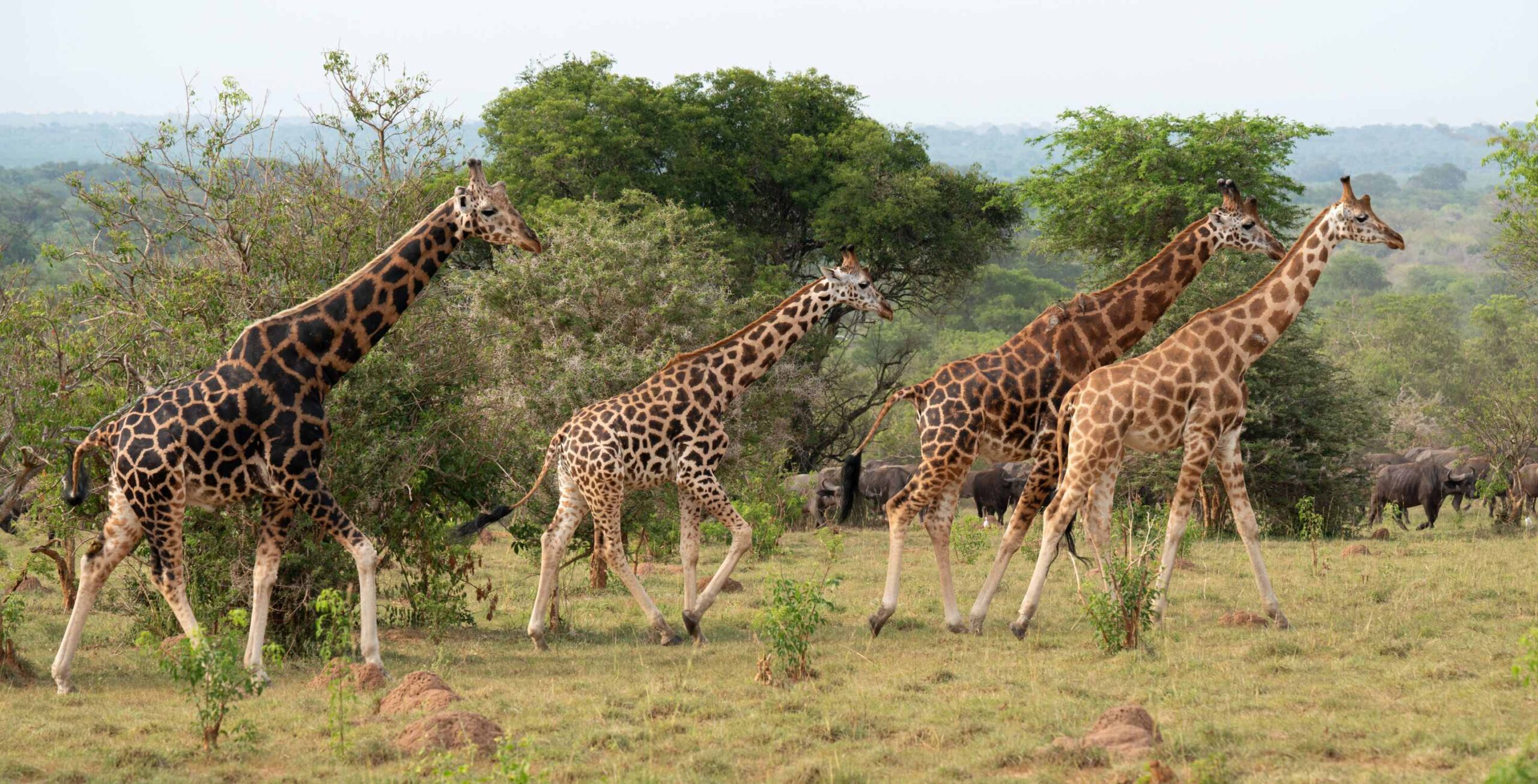 Safari i Murchison Falls National Park