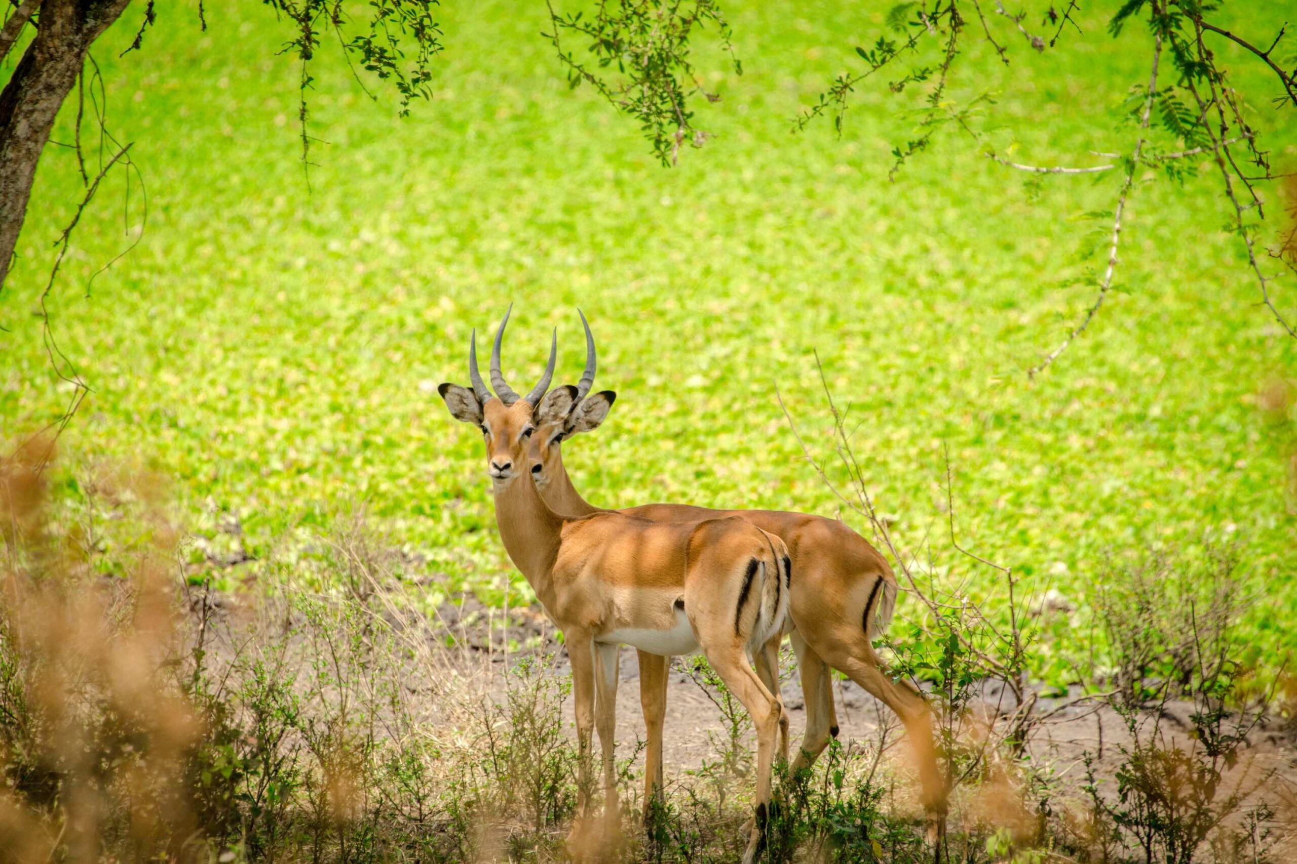 Mountainbike-safari utanför Lake Mburo National Park