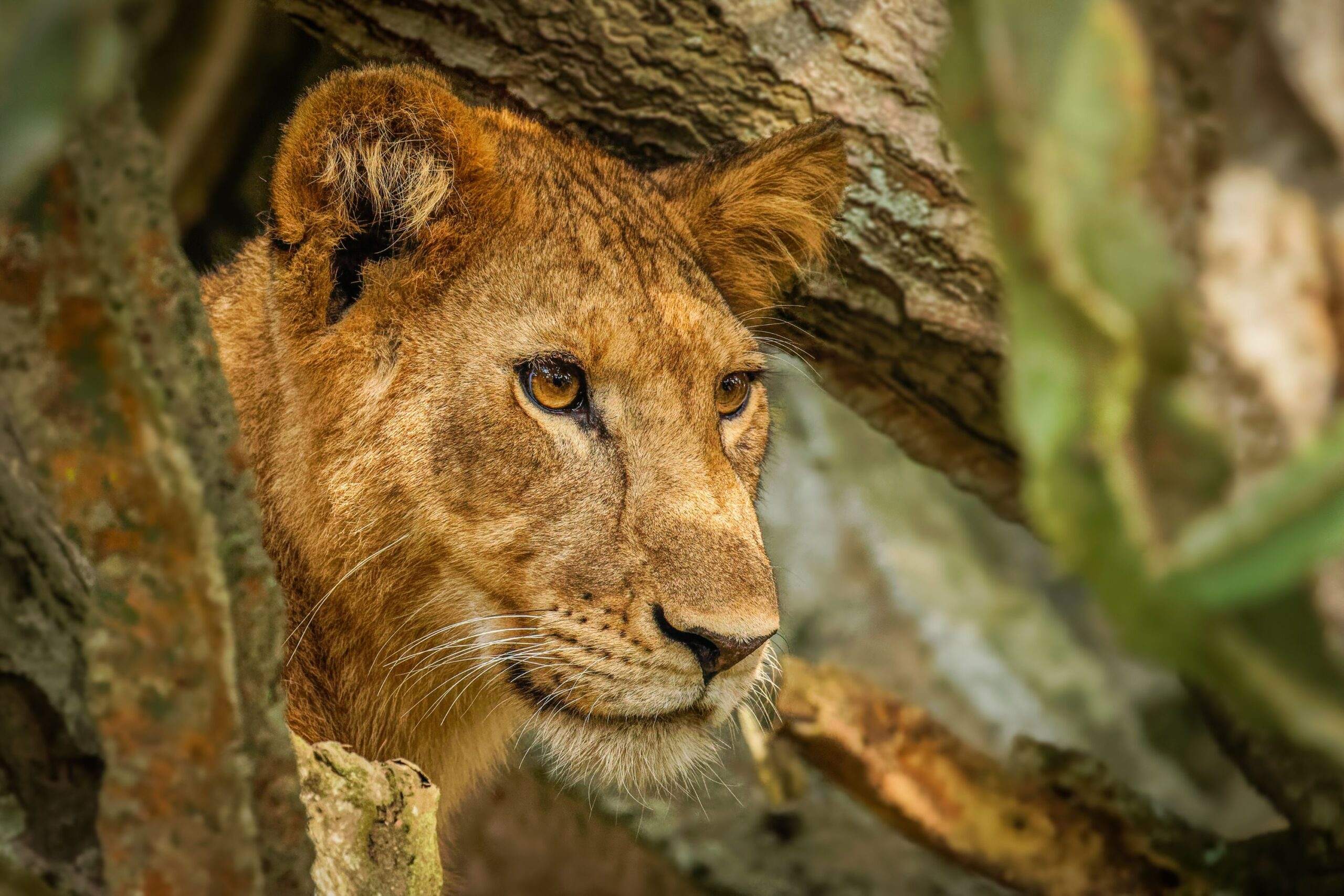 Safari i Queen Elizabeth National Park