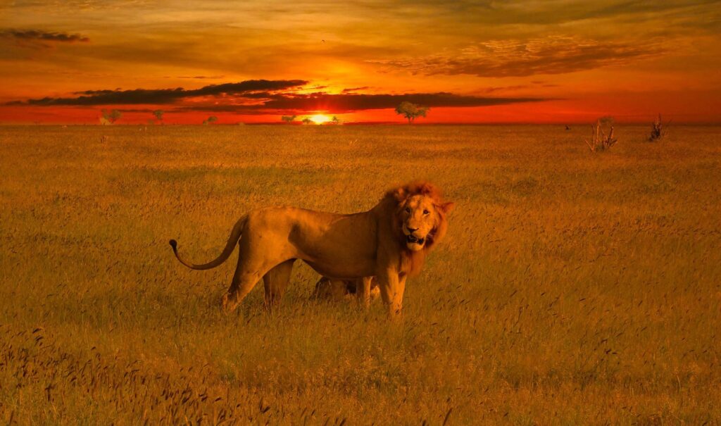 Lejon på savannen i Tsavo East nationalpark i solendgången