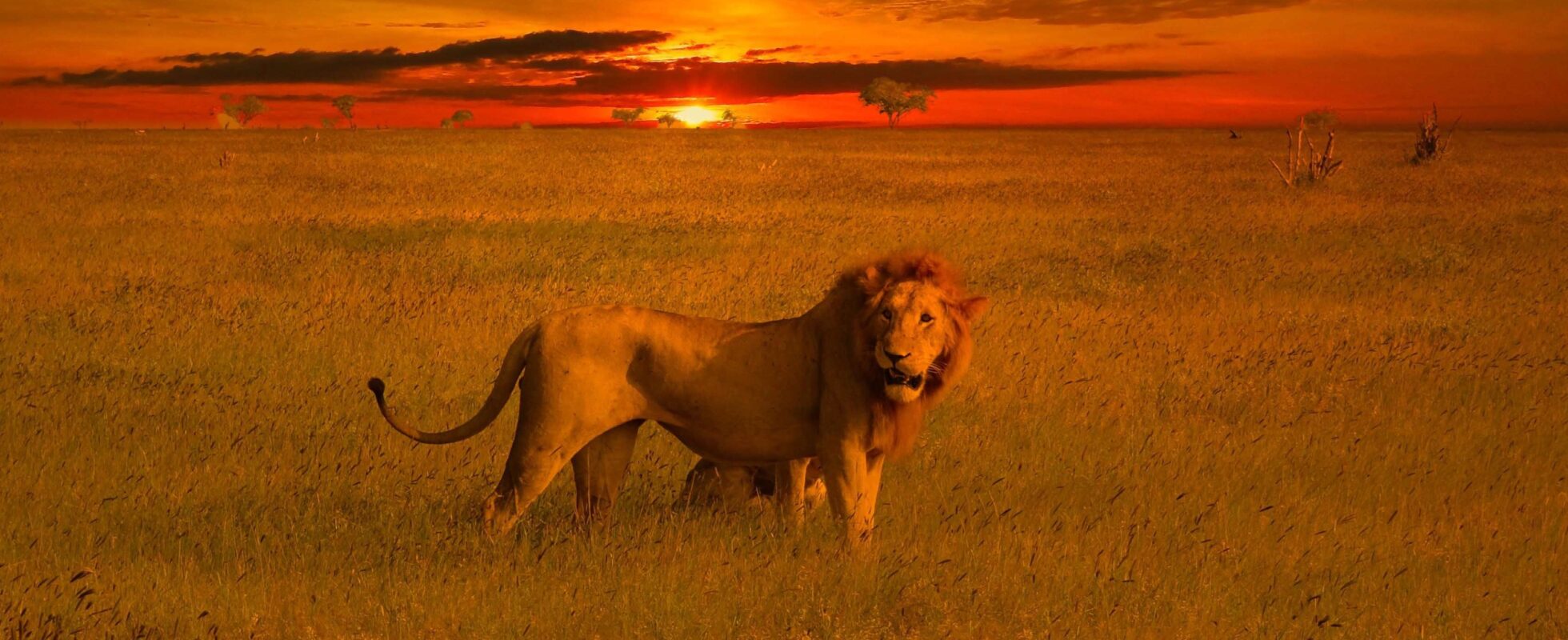 Lejon på savannen i Tsavo East nationalpark i solendgången
