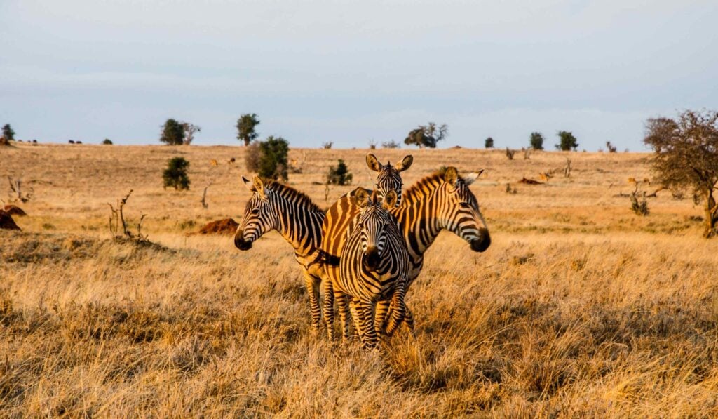 yra zebror som står i en cirkel under den gyllene timmen i Tsavo West nationalpark i Kenya