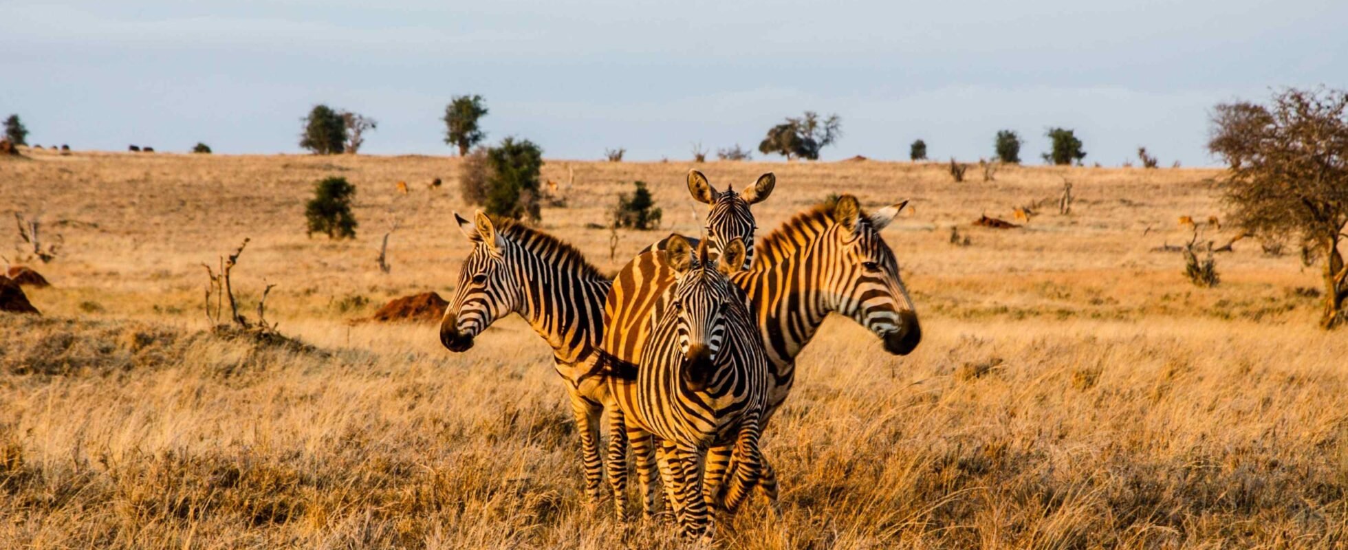 yra zebror som står i en cirkel under den gyllene timmen i Tsavo West nationalpark i Kenya