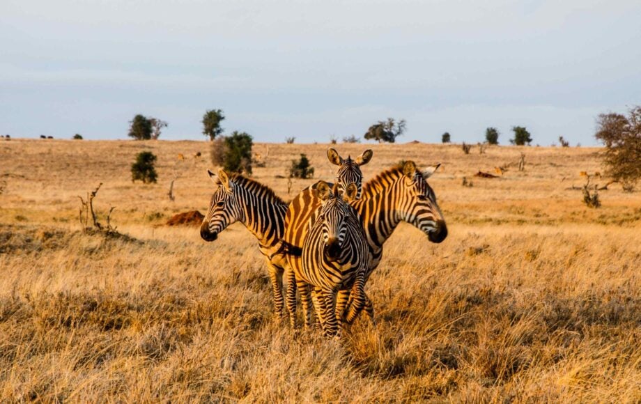 yra zebror som står i en cirkel under den gyllene timmen i Tsavo West nationalpark i Kenya
