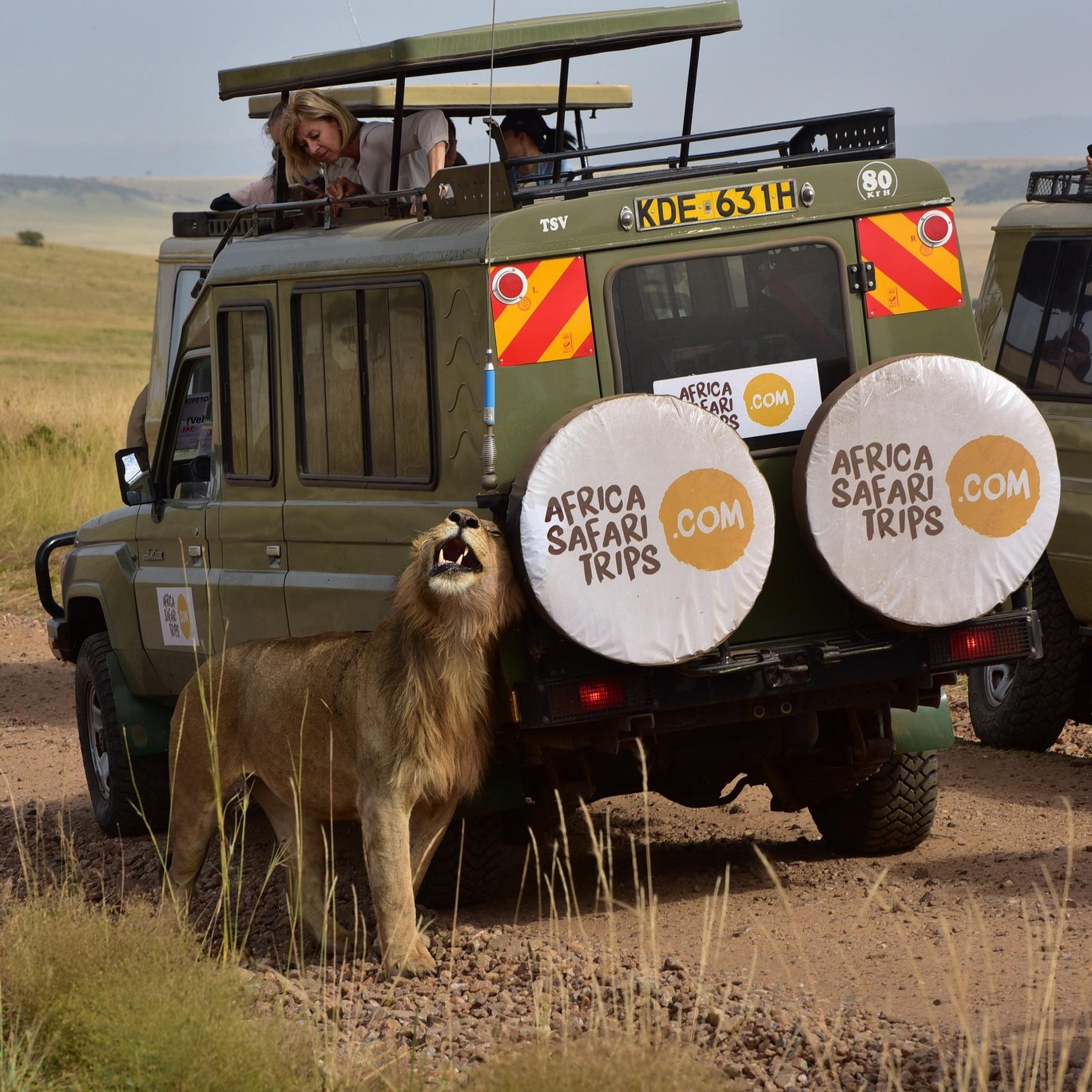 Afrika Safari Resors safarijeep på savannen med lejon bredvid