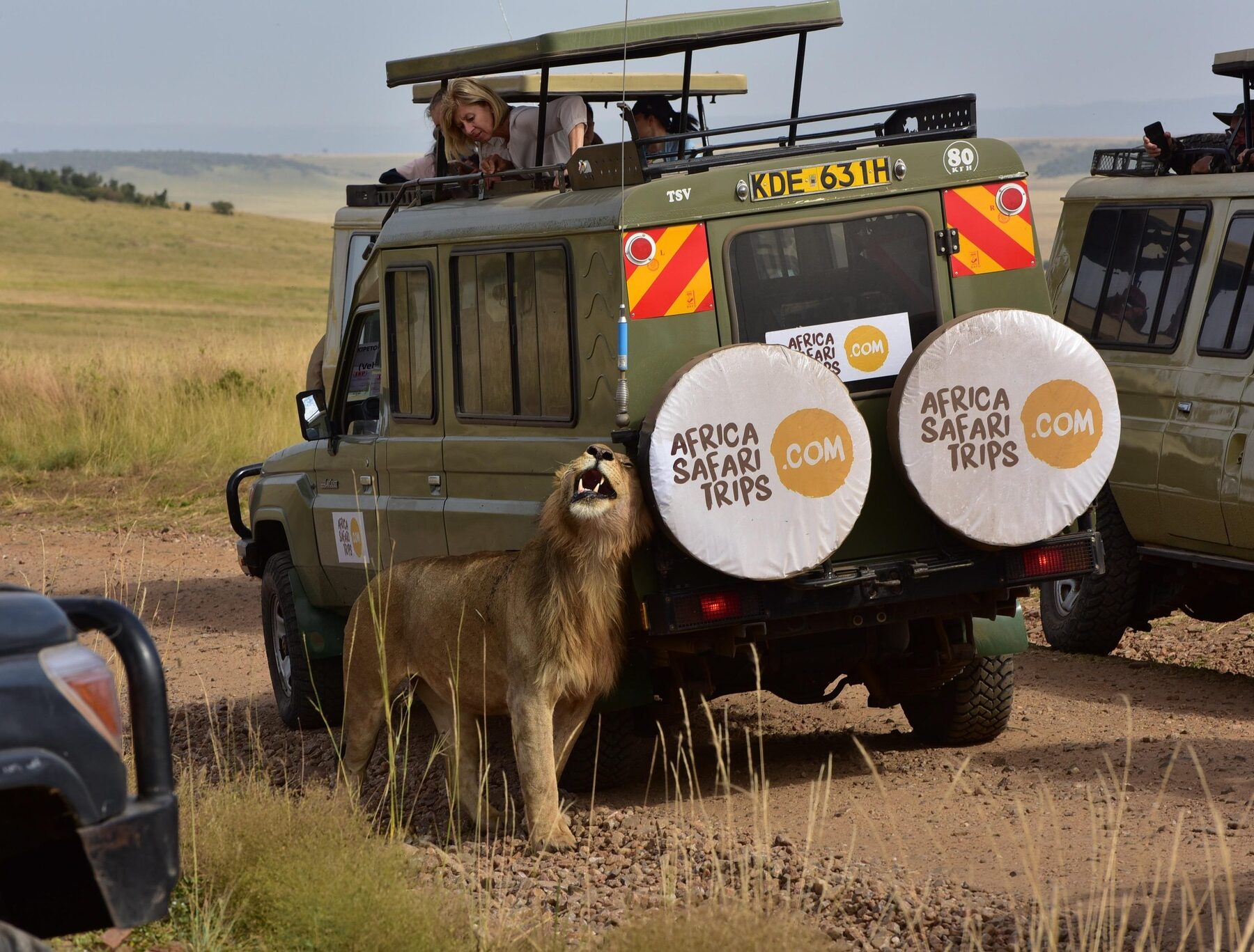 Jeepar på safari i Sydafrika, med lejon bredvid