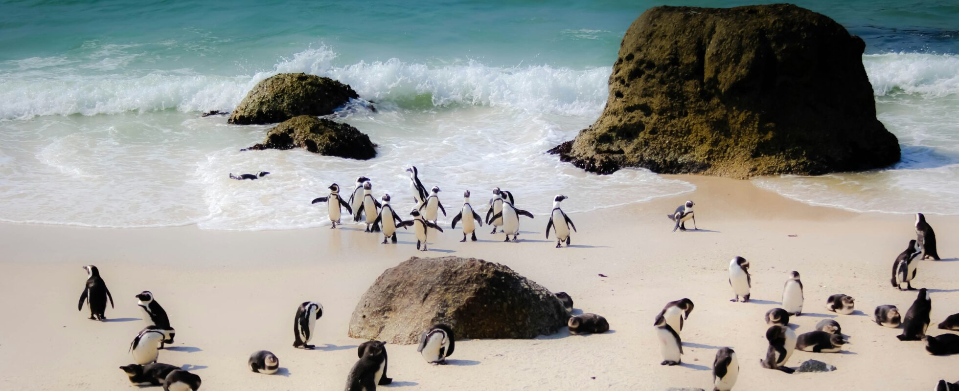 Pingviner på en strand i Sydafrika