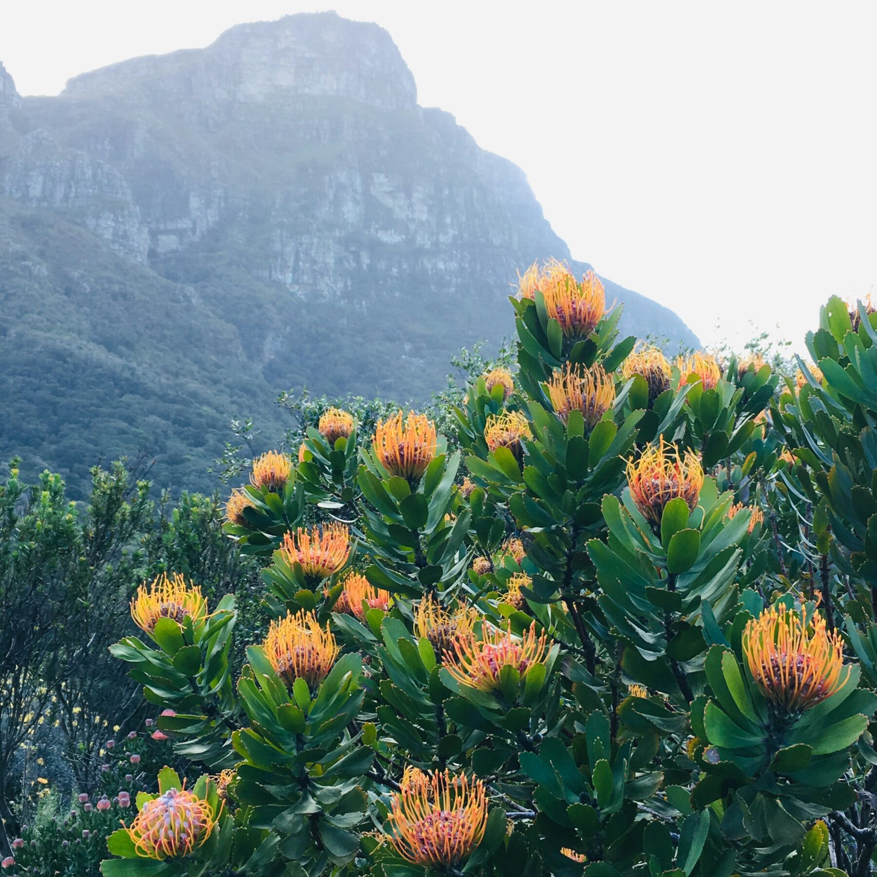 Blommande buske med berg i bakgrunden i Kirstenbosch National Botanical Garden i Kapstaden, Sydafrika