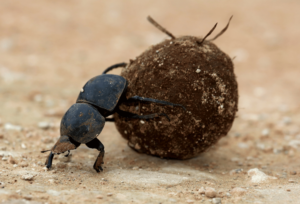 Dyngbagge rullar en boll med dynga