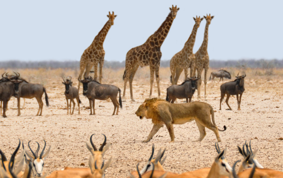 Vilda djur på savannen i Sydafrika