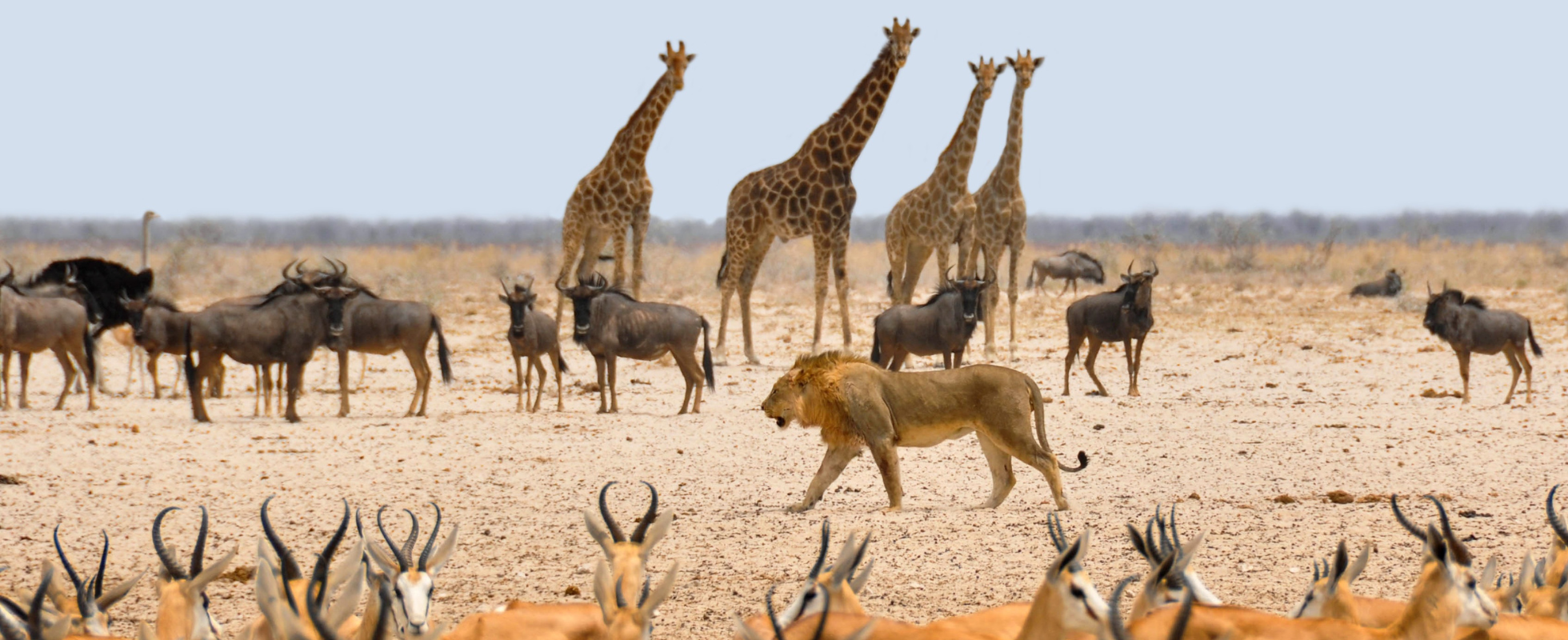 Vilda djur på savannen i Sydafrika