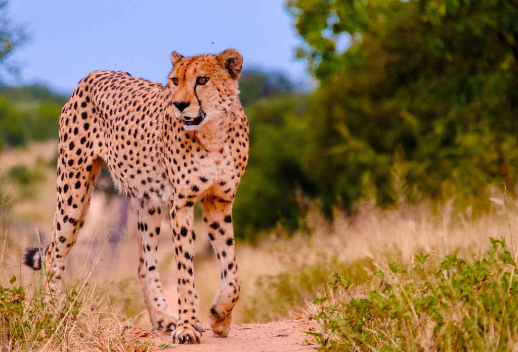 Gepard i naturen i Kruger nationalpark