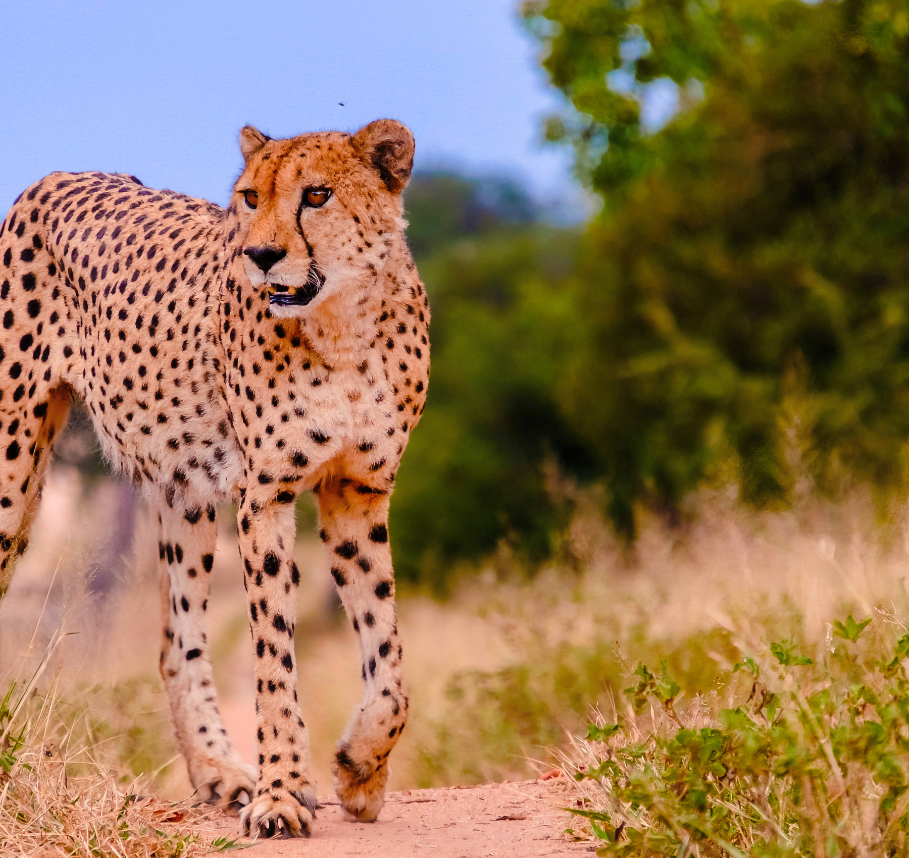 Gepard i naturen i Kruger nationalpark