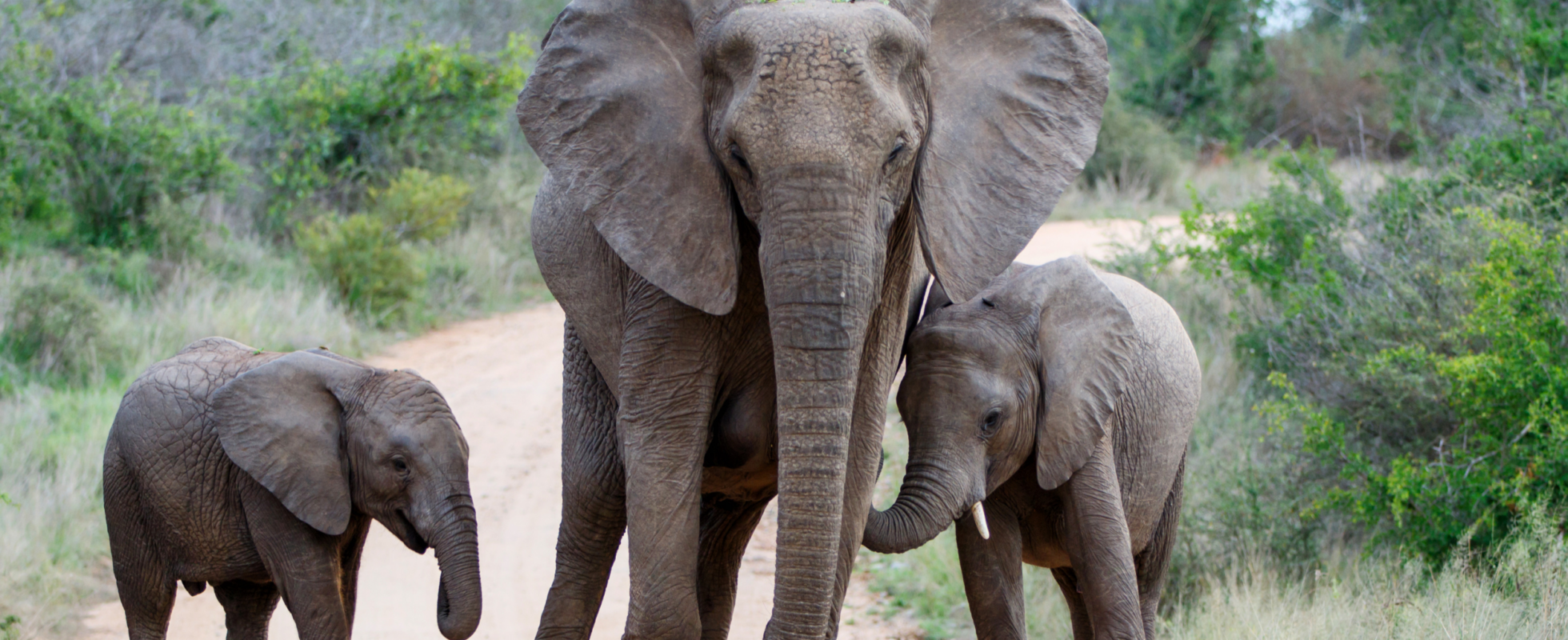 Elefant och elefantungar i den sydafrikanska nationalparken Kruger national park