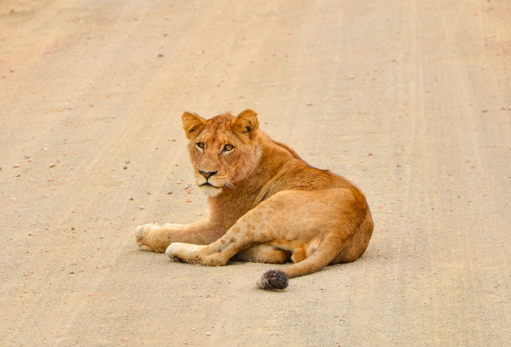 Lejon vilar på sanden i Kruger nationalpark