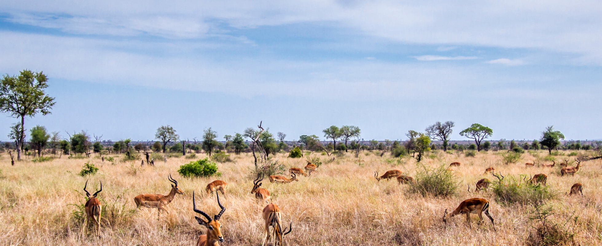 Antiloper på savannen i Kruger nationalpark i Sydafrika