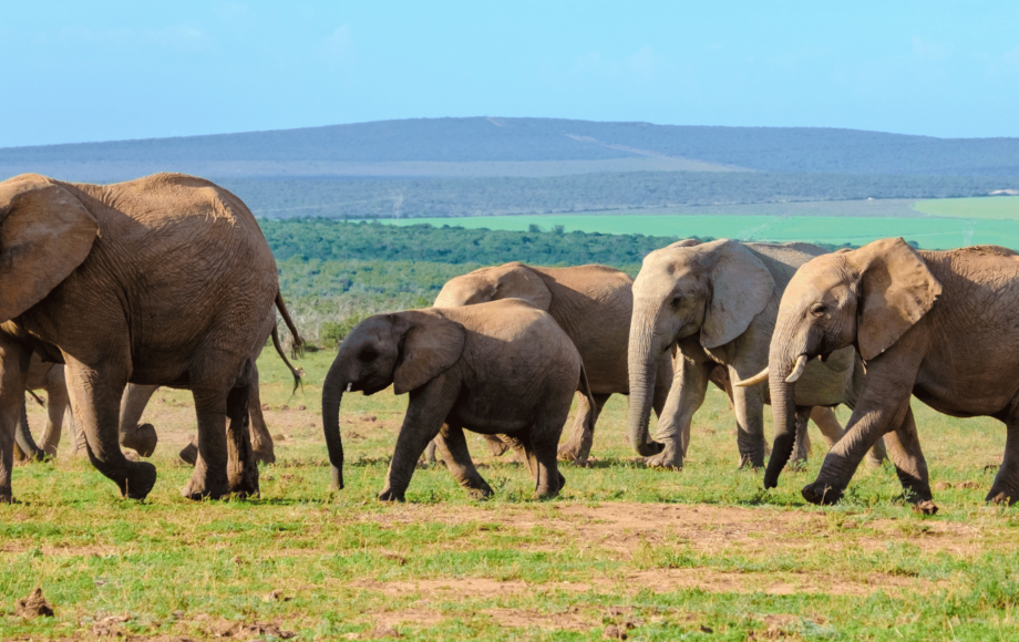 En flock elefanter på savannen i Sydafrika