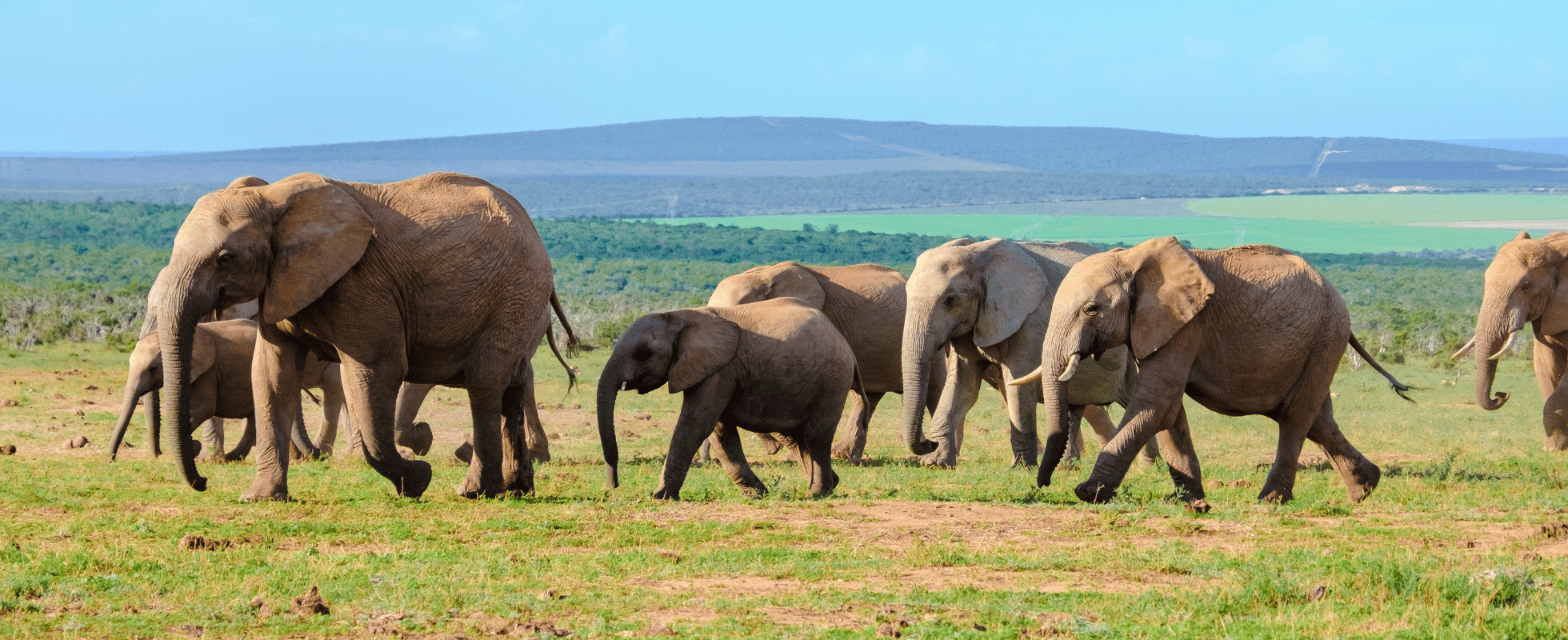 En flock elefanter på savannen i Sydafrika
