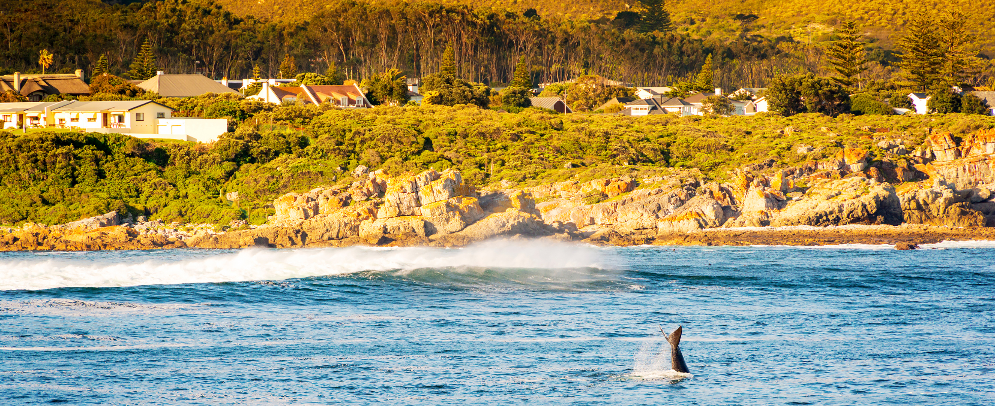 Valskådning på kusten vid Hermanus i Sydafrika