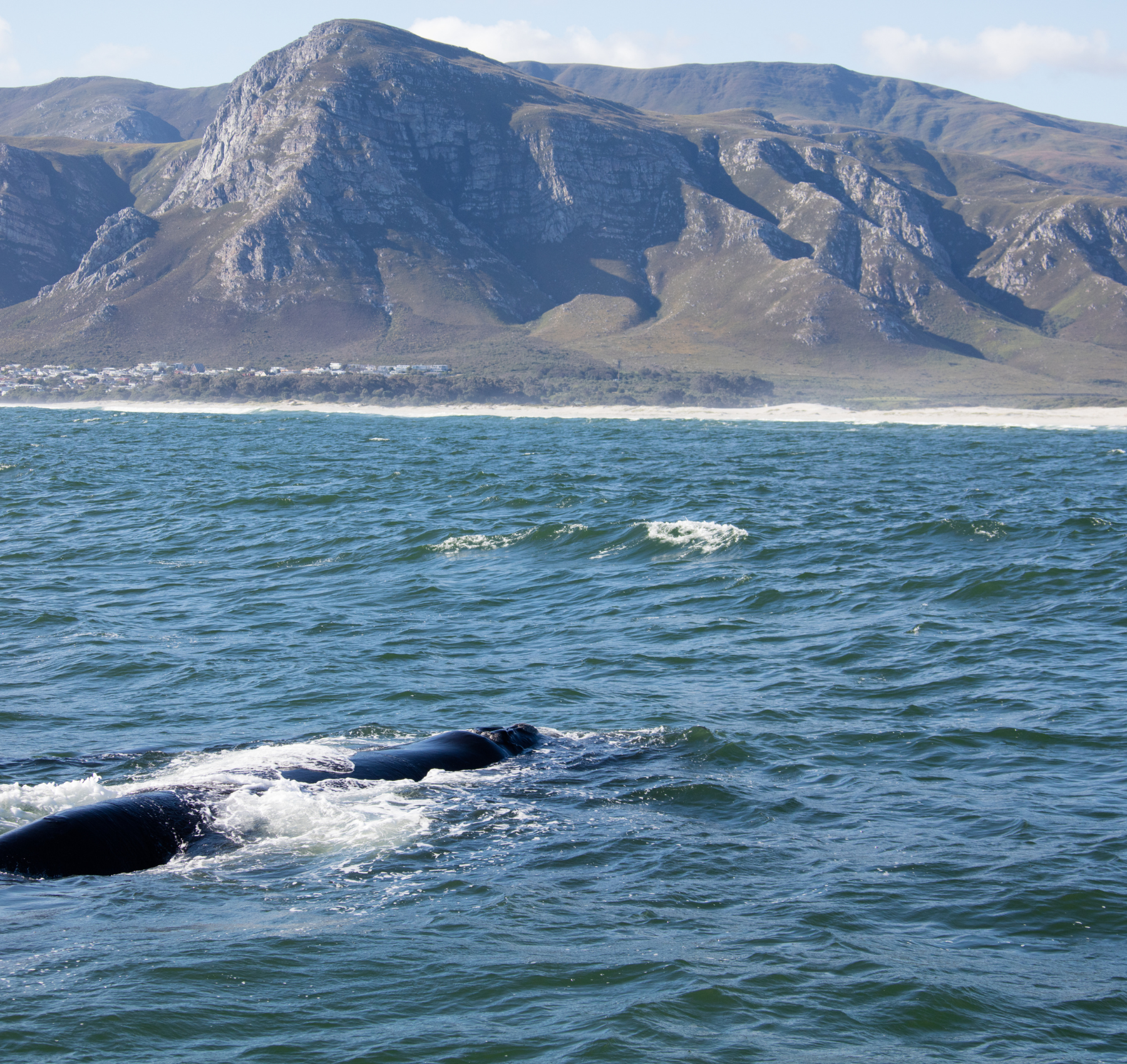 Valskådning i Hermanus, Sydafrika