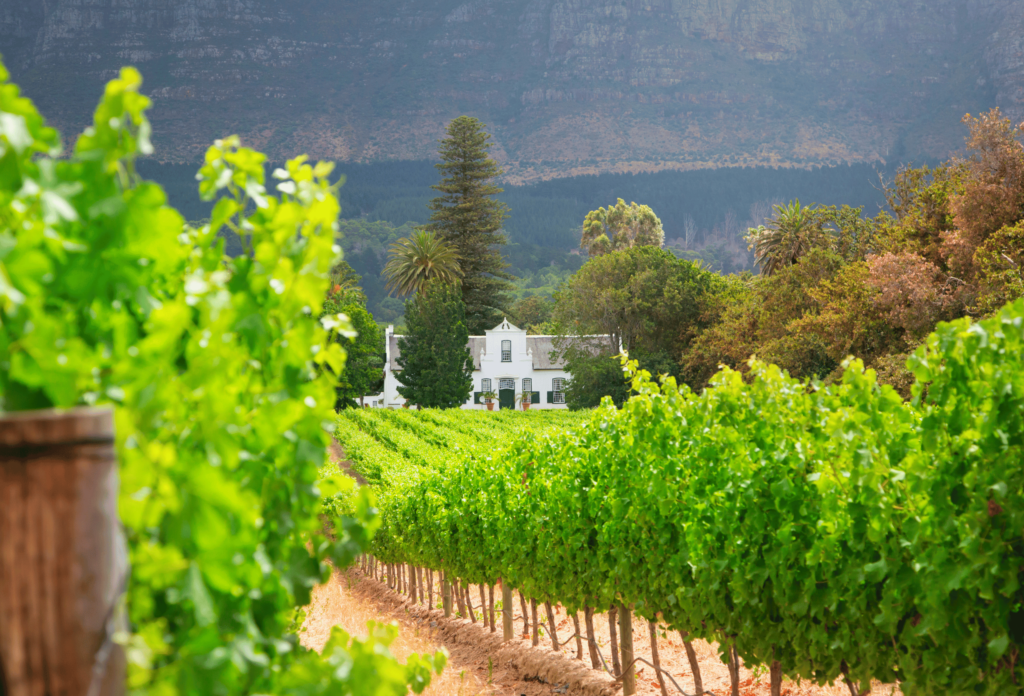 Vy över gröna vinrankor och vit byggnad i Sydafrikas vindistrikt - winelands